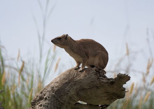 Bush Hyrax