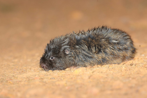 Northeast African Root Rat