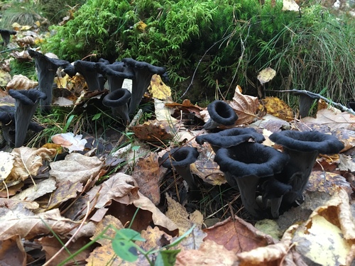 Black Trumpet (Northeast)