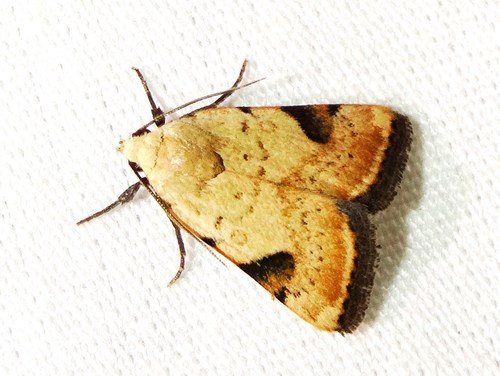 Micrathetis costiplaga Smith, 1908