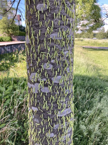 Black Ash Sawfly