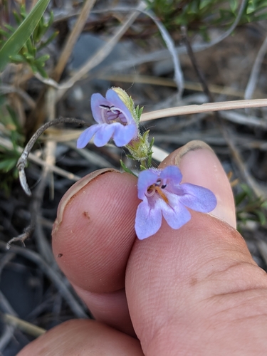 Crandall's beardtongue (Penstemon crandallii)