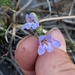 Crandall's Beardtongue - Photo (c) Ryan Bailey, all rights reserved, uploaded by Ryan Bailey