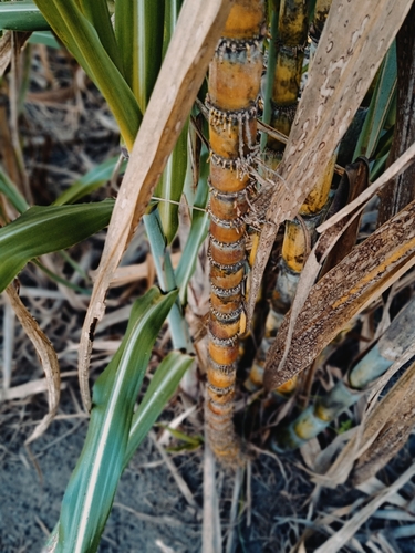 Sugarcane