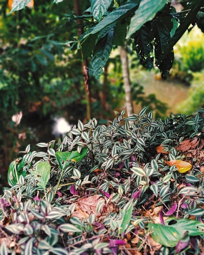 zebra plant