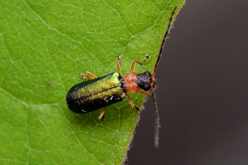 Apophylia beeneni · iNaturalist