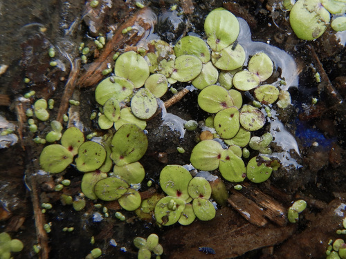 greater duckweed