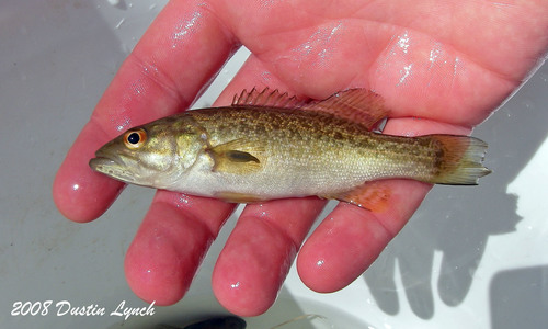 Neosho Bass