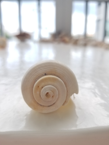 Pear Whelk