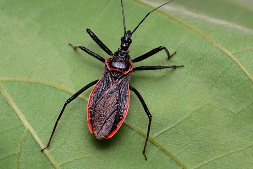Subspecies Rhynocoris leucospilus rubromarginatus · iNaturalist