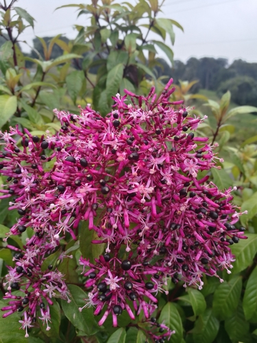 shrubby fuchsia