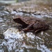 Little Horned Toad - Photo (c) Goong Prapassorn, all rights reserved, uploaded by Goong Prapassorn