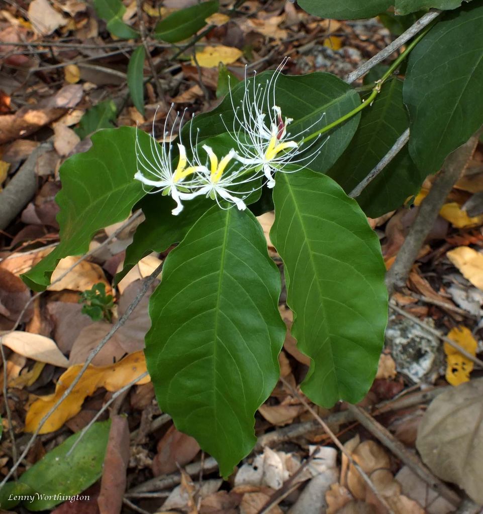 Capparis micrantha (Capparis micrantha)