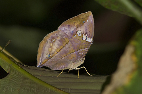 African leaf butterfly