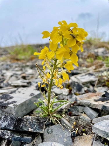 Dawson wallflower (Erysimum angustatum)