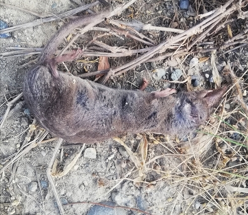 Kashmir White-toothed Shrew (Crocidura pullata), listed as Least Concern on the IUCN Red List