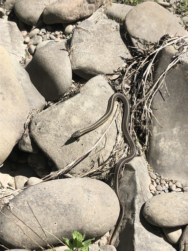 iNaturalist observation photo of Aquatic Garter Snake