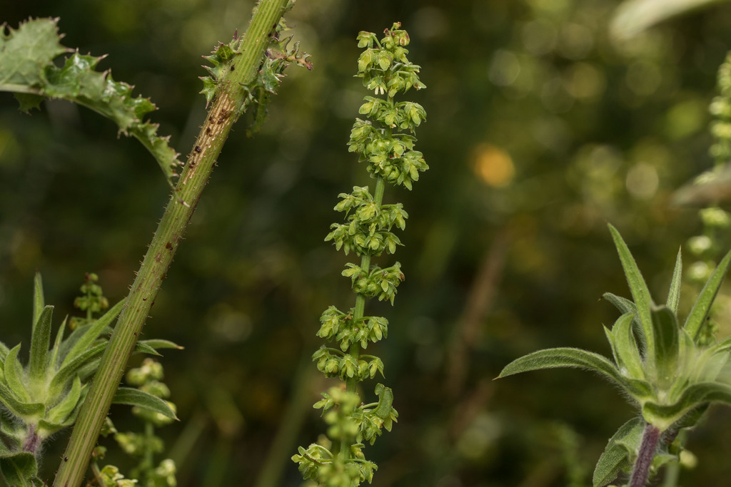 Rumex pulcher — a medium houseplant, prefers full sun light