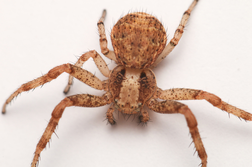 Xysticus lanio