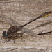 Brimley's Clubtail - Photo (c) Ed Corey, all rights reserved, uploaded by Ed Corey