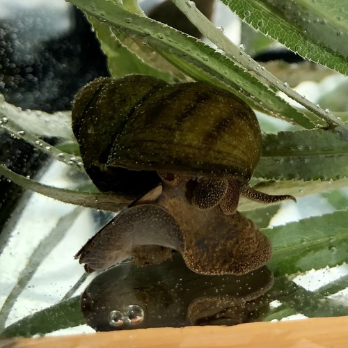 Common River-snail