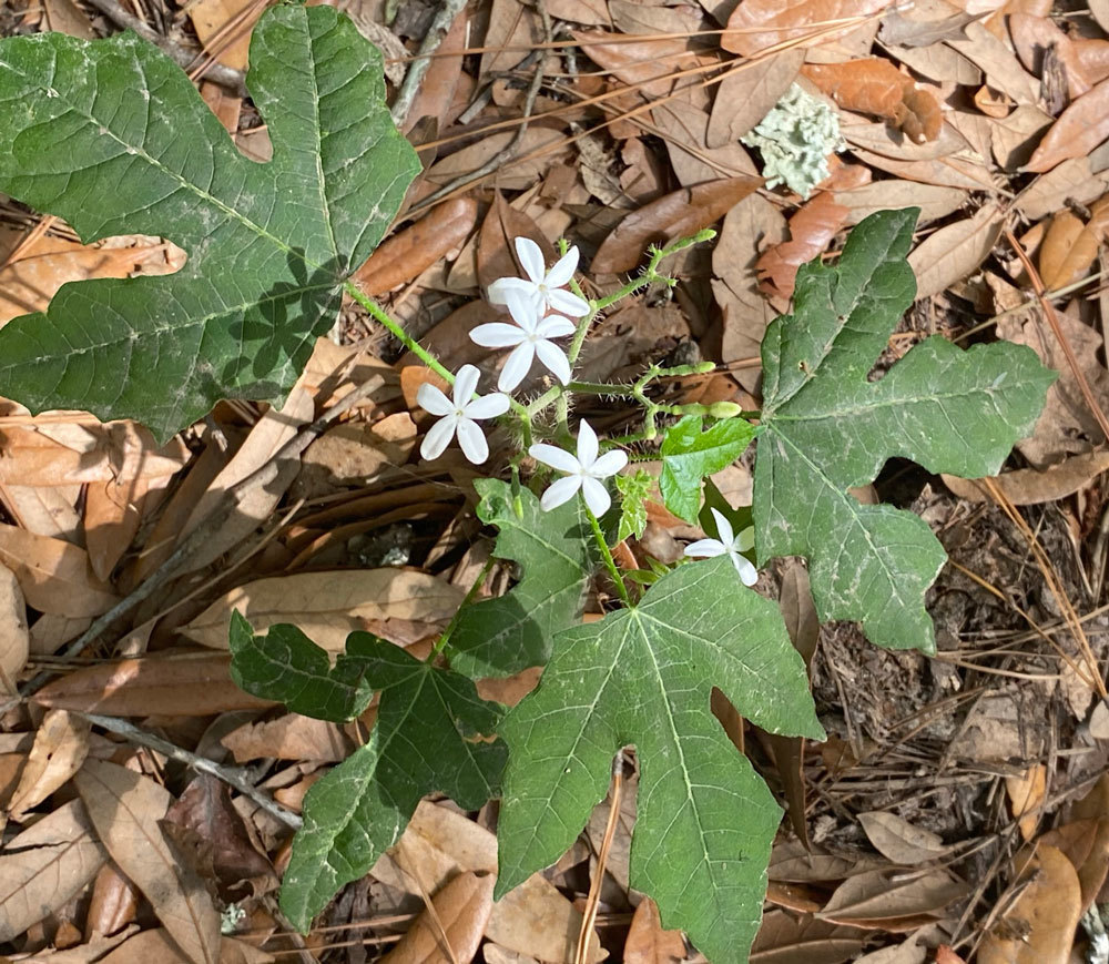 spurge nettle from Colleton County, SC, USA on June 5, 2021 at 10:21 AM ...