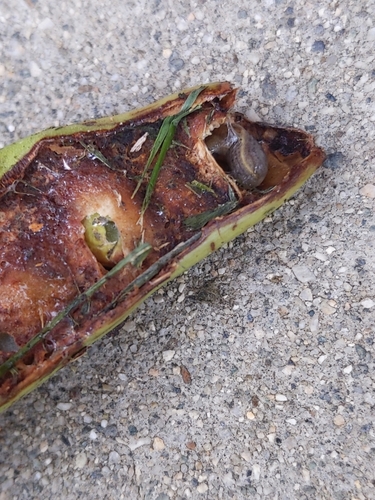 photo of Greenhouse Slug (Milax gagates)