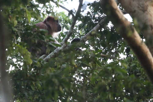 Semliki Red Colobus