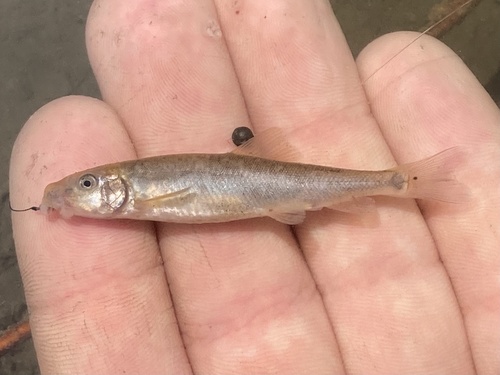 Bluehead Sucker
