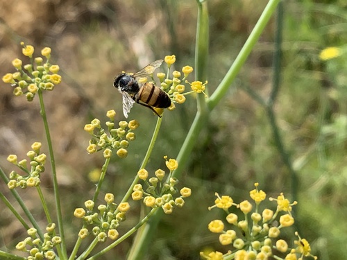 iNaturalist observation photo of Western Honey Bee
