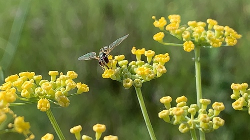 iNaturalist observation photo of Oblique Streaktail