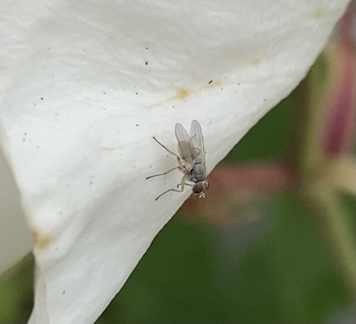 photo of Flies (Diptera)