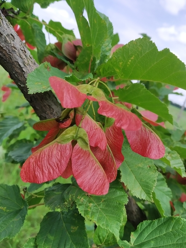 Tatarian Maple