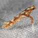 Caloptilia reticulata - Photo (c) Gary McDonald, all rights reserved, uploaded by Gary McDonald