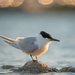 Crested Terns - Photo (c) Andrey Kuzmin, all rights reserved, uploaded by Andrey Kuzmin
