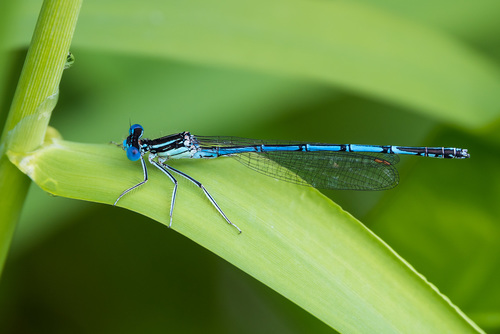 Platycnemis pennipes