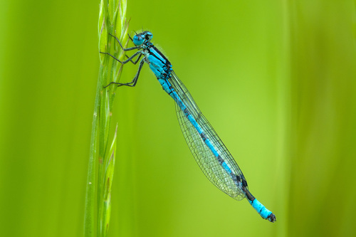 Enallagma cyathigerum
