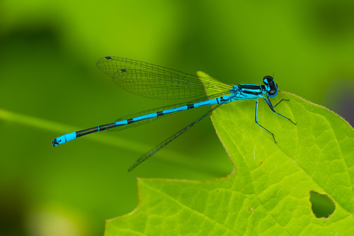 Coenagrion puella