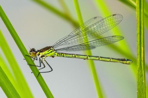 Erythromma najas