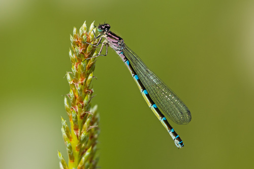 Coenagrion ornatum