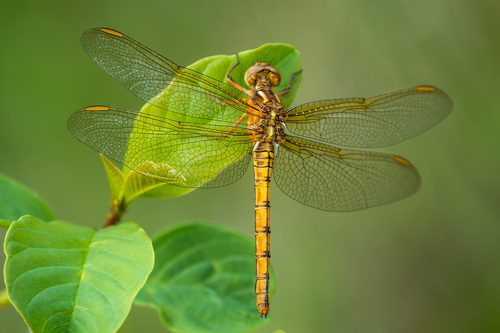 Orthetrum coerulescens