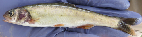 White River Spinedace