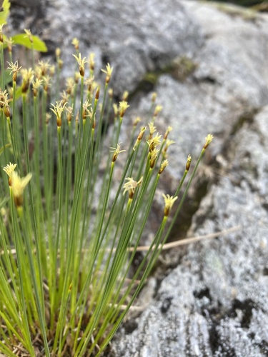 Trichophorum cespitosum iNaturalist observation