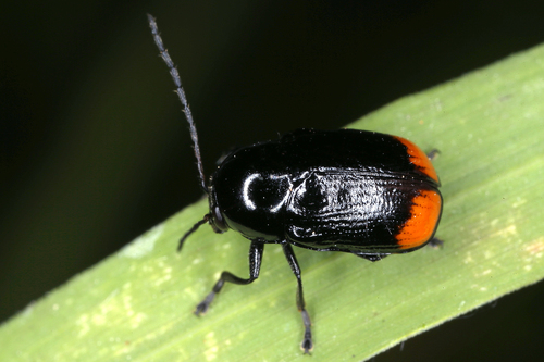 Cryptocephalus biguttatus (Scopoli, 1763)