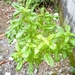 Sweet Basil - Photo (c) Ana Alava, all rights reserved, uploaded by Ana Alava