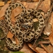 Many-spotted Cat Snake - Photo (c) pygo, all rights reserved, uploaded by pygo