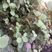 photo of Petite-licorice (Plecostachys serpyllifolia)