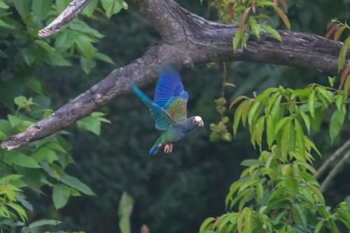 Pionus senilis