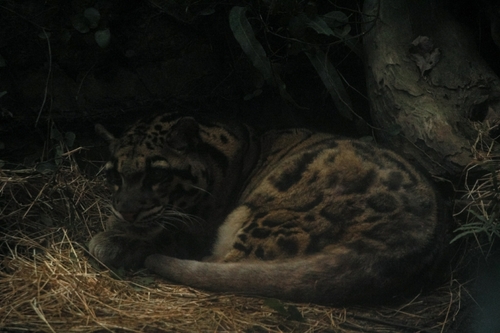 Mainland Clouded Leopard