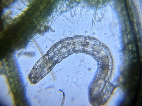 iNaturalist observation photo of Mosquitoes and Midges